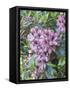 Large variegated pink rhododendron blossoms in a spring garden.-Julie Eggers-Framed Stretched Canvas