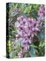 Large variegated pink rhododendron blossoms in a spring garden.-Julie Eggers-Stretched Canvas