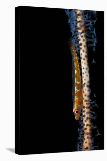 Large Whip Goby on Orange and Blue Whip Coral, Bali-null-Stretched Canvas