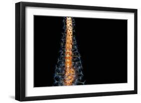 Large Whip Goby on Orange and Blue Whip Coral, Bali-null-Framed Photographic Print