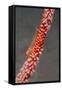 Large Whip Goby on Sea Fan-Hal Beral-Framed Stretched Canvas