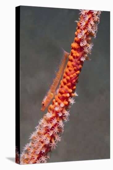 Large Whip Goby on Sea Fan-Hal Beral-Stretched Canvas
