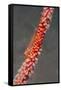 Large Whip Goby on Sea Fan-Hal Beral-Framed Stretched Canvas