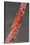 Large Whip Goby on Sea Fan-Hal Beral-Stretched Canvas