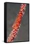 Large Whip Goby on Sea Fan-Hal Beral-Framed Stretched Canvas