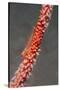 Large Whip Goby on Sea Fan-Hal Beral-Stretched Canvas