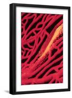 Large Whip Goby on Sea Fan-Hal Beral-Framed Premium Photographic Print