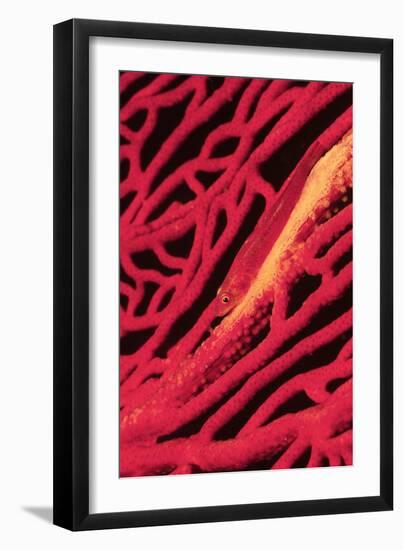 Large Whip Goby on Sea Fan-Hal Beral-Framed Premium Photographic Print