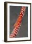 Large Whip Goby on Sea Fan-Hal Beral-Framed Photographic Print