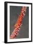 Large Whip Goby on Sea Fan-Hal Beral-Framed Photographic Print