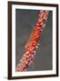 Large Whip Goby on Sea Fan-Hal Beral-Framed Photographic Print