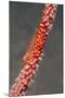 Large Whip Goby on Sea Fan-Hal Beral-Mounted Photographic Print