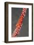 Large Whip Goby on Sea Fan-Hal Beral-Framed Photographic Print