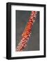 Large Whip Goby on Sea Fan-Hal Beral-Framed Photographic Print