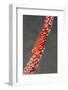 Large Whip Goby on Sea Fan-Hal Beral-Framed Photographic Print