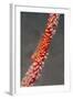 Large Whip Goby on Sea Fan-Hal Beral-Framed Photographic Print