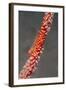 Large Whip Goby on Sea Fan-Hal Beral-Framed Photographic Print