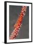 Large Whip Goby on Sea Fan-Hal Beral-Framed Photographic Print