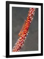 Large Whip Goby on Sea Fan-Hal Beral-Framed Photographic Print