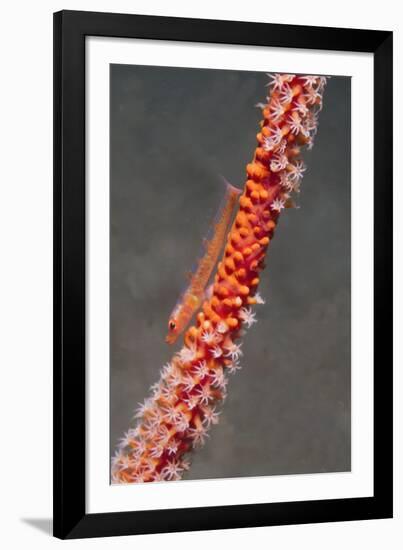 Large Whip Goby on Sea Fan-Hal Beral-Framed Photographic Print