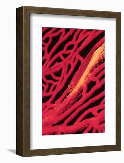 Large Whip Goby on Sea Fan-Hal Beral-Framed Photographic Print