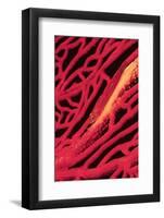 Large Whip Goby on Sea Fan-Hal Beral-Framed Photographic Print