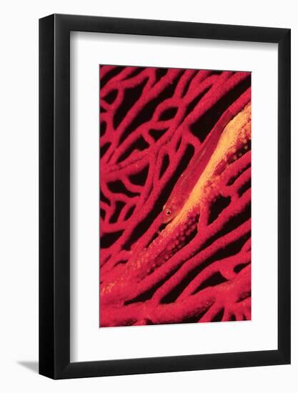 Large Whip Goby on Sea Fan-Hal Beral-Framed Photographic Print