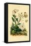 Large White, 1833-39-null-Framed Stretched Canvas