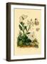 Large White, 1833-39-null-Framed Giclee Print