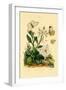 Large White, 1833-39-null-Framed Giclee Print