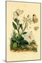 Large White, 1833-39-null-Mounted Giclee Print