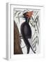 Large White Billed Woodpecker, Natural History of Carolina, Florida and the Bahamas Islands, 1731-Mark Catesby-Framed Giclee Print