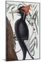 Large White Billed Woodpecker, Natural History of Carolina, Florida and the Bahamas Islands, 1731-Mark Catesby-Mounted Giclee Print