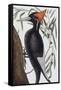 Large White Billed Woodpecker, Natural History of Carolina, Florida and the Bahamas Islands, 1731-Mark Catesby-Framed Stretched Canvas