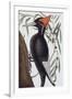 Large White Billed Woodpecker, Natural History of Carolina, Florida and the Bahamas Islands, 1731-Mark Catesby-Framed Giclee Print