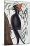 Large White Billed Woodpecker, Natural History of Carolina, Florida and the Bahamas Islands, 1731-Mark Catesby-Mounted Giclee Print