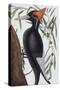Large White Billed Woodpecker, Natural History of Carolina, Florida and the Bahamas Islands, 1731-Mark Catesby-Stretched Canvas