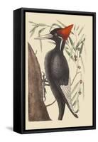 Large White Billed Woodpecker-Mark Catesby-Framed Stretched Canvas