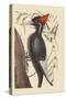 Large White Billed Woodpecker-Mark Catesby-Stretched Canvas