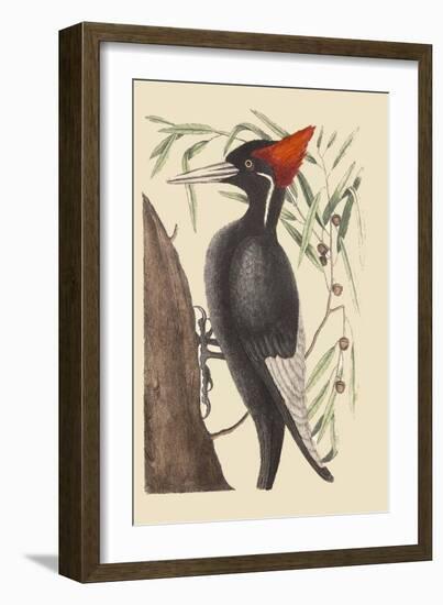 Large White Billed Woodpecker-Mark Catesby-Framed Art Print