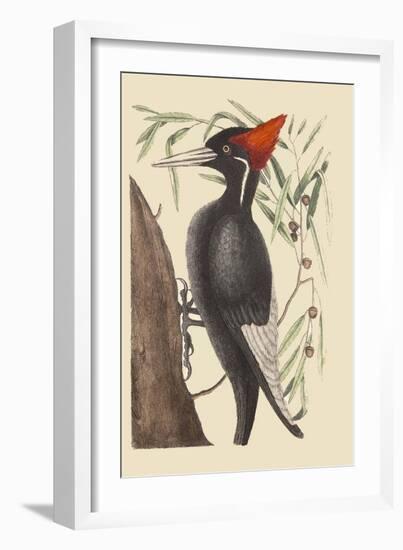 Large White Billed Woodpecker-Mark Catesby-Framed Art Print