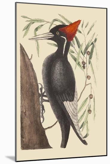 Large White Billed Woodpecker-Mark Catesby-Mounted Art Print