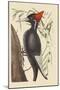 Large White Billed Woodpecker-Mark Catesby-Mounted Art Print