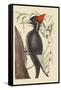 Large White Billed Woodpecker-Mark Catesby-Framed Stretched Canvas