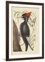 Large White Billed Woodpecker-Mark Catesby-Framed Art Print