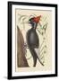 Large White Billed Woodpecker-Mark Catesby-Framed Art Print