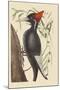 Large White Billed Woodpecker-Mark Catesby-Mounted Art Print