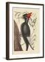 Large White Billed Woodpecker-Mark Catesby-Framed Art Print