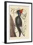 Large White Billed Woodpecker-Mark Catesby-Framed Art Print