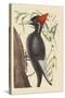 Large White Billed Woodpecker-Mark Catesby-Stretched Canvas